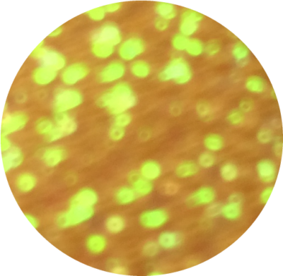 Irise Orange
