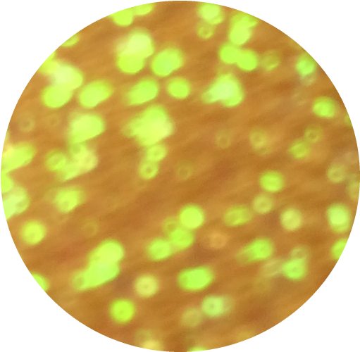Irise Orange